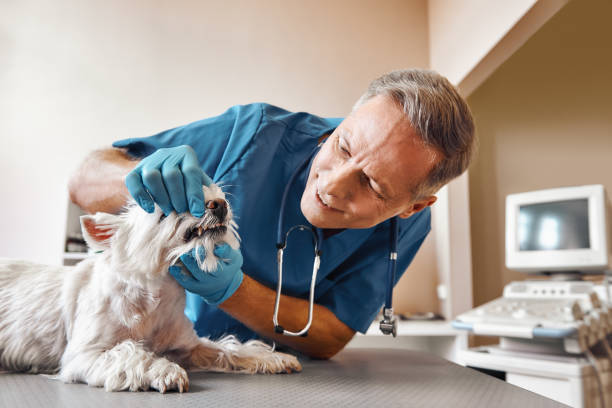 Best Emergency Denture Repair in Babbitt, MN
